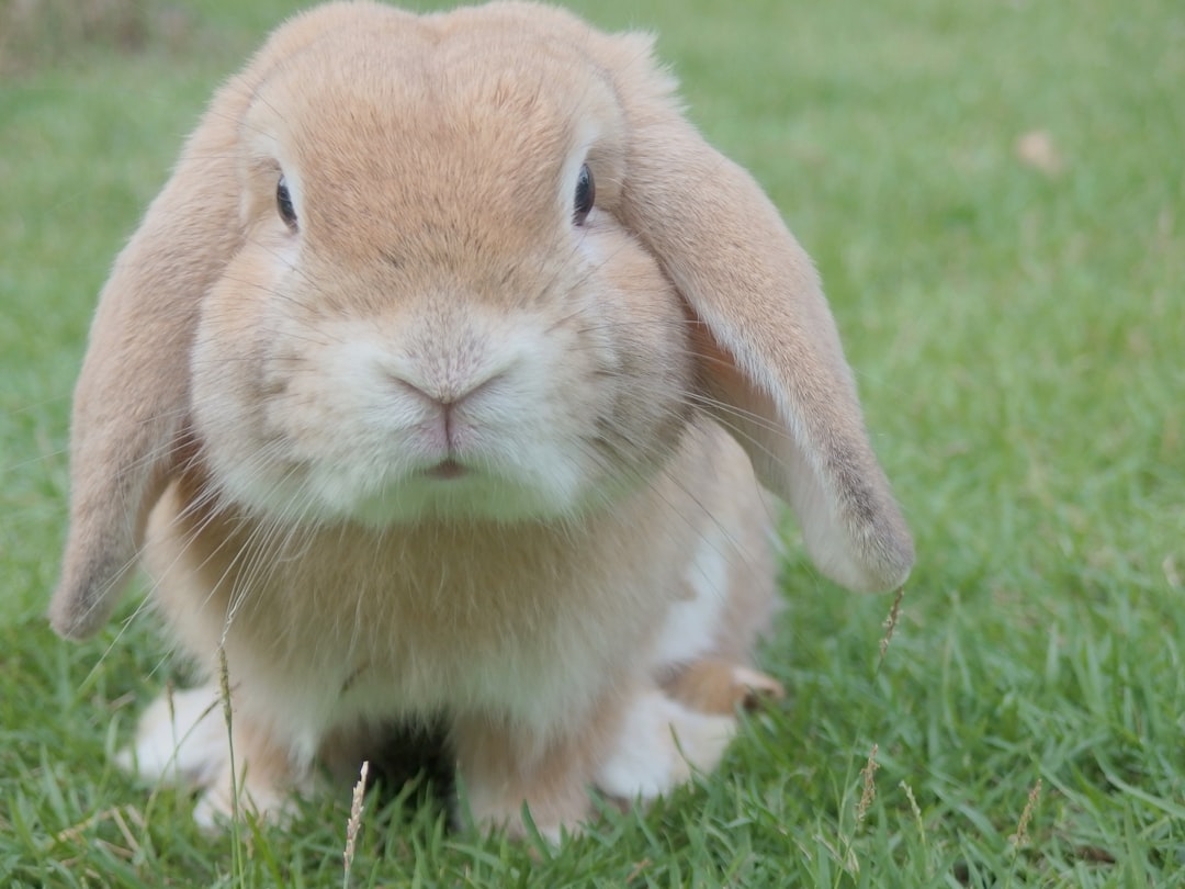 Photo Cute bunny